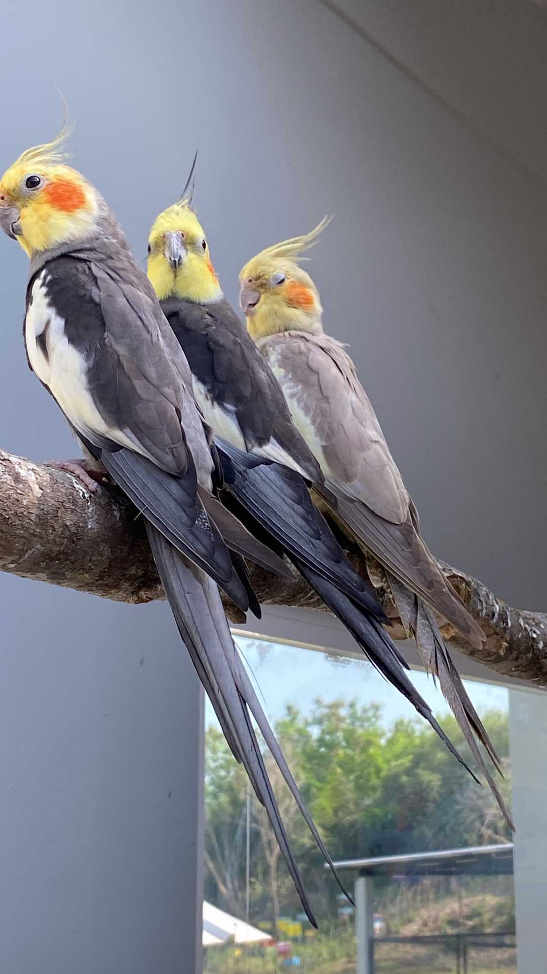 Tres cacatúas ninfa una al lado de la otra en una rama