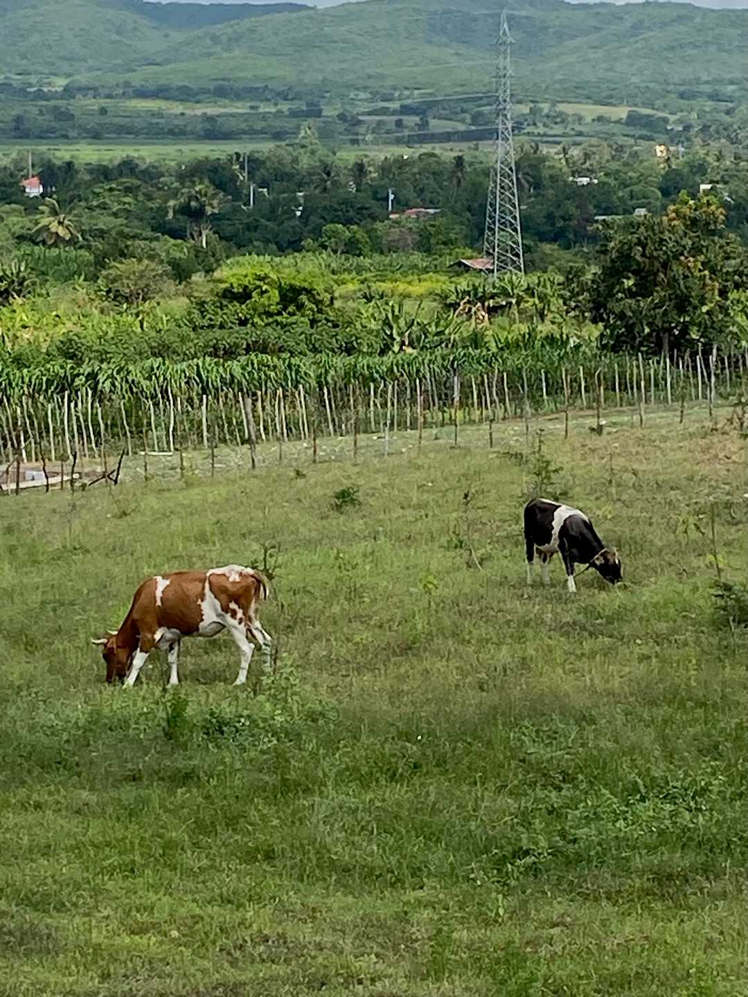 Dos vacas pastando, con el valle detrás