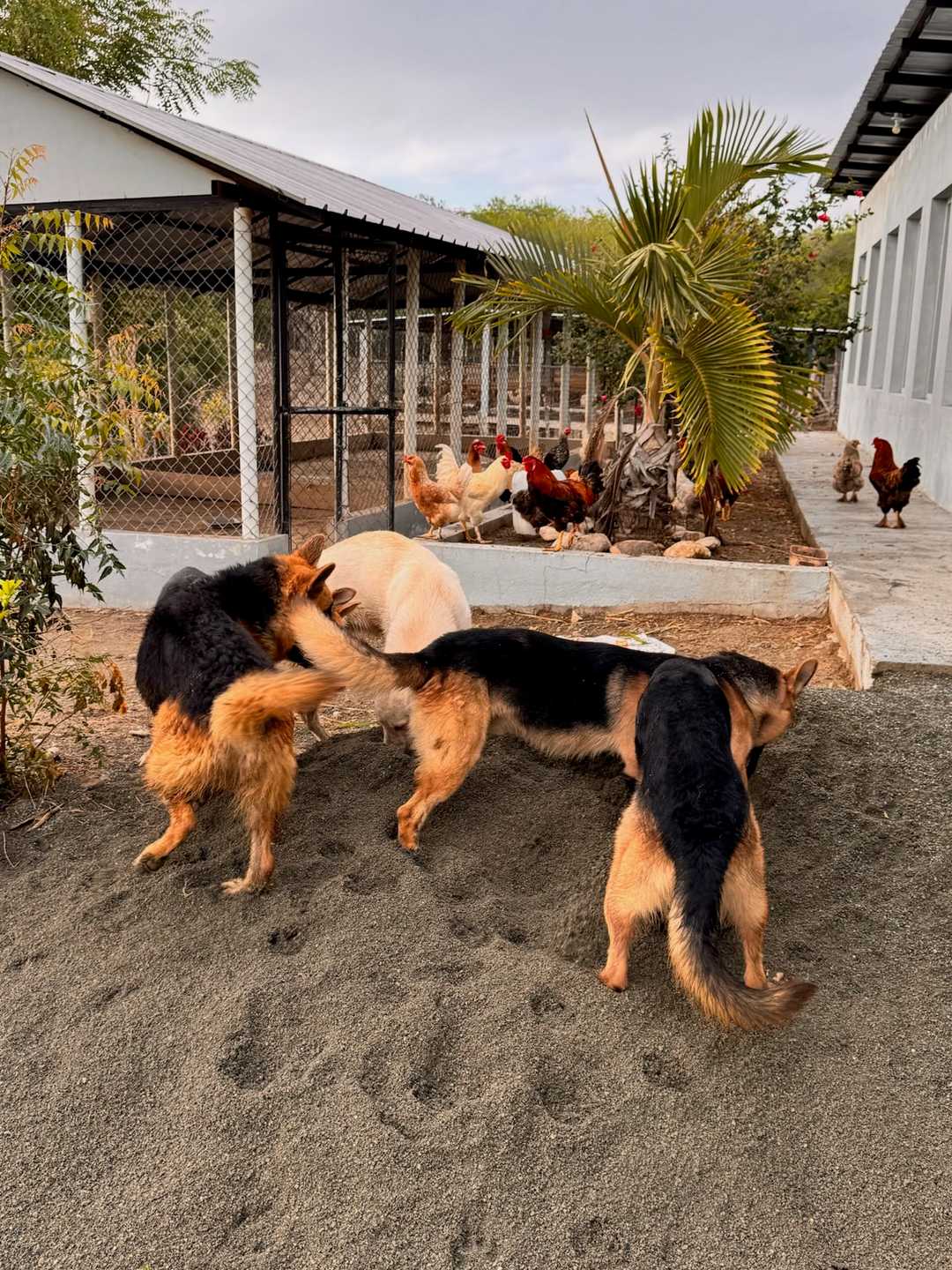 Pastores alemanes en la arena, con gallinas detrás