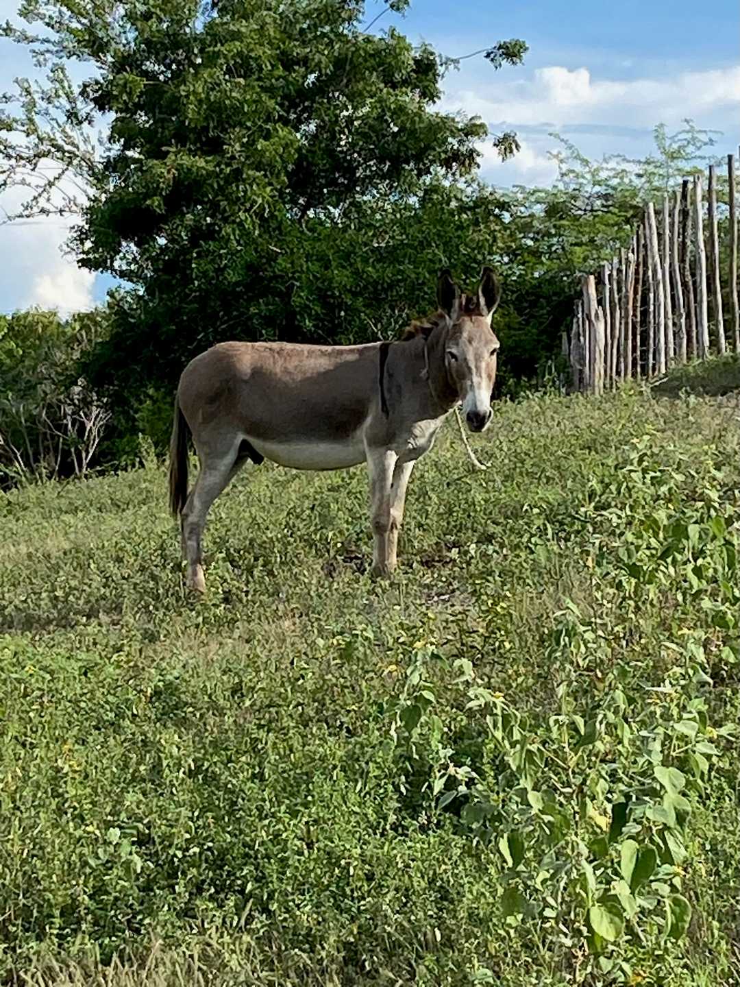 Un burro en el pasto, con árboles detrás