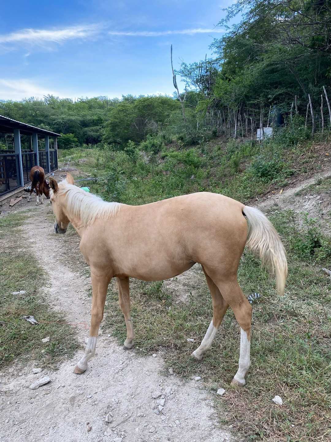 Un potro palomino en un camino de tierra