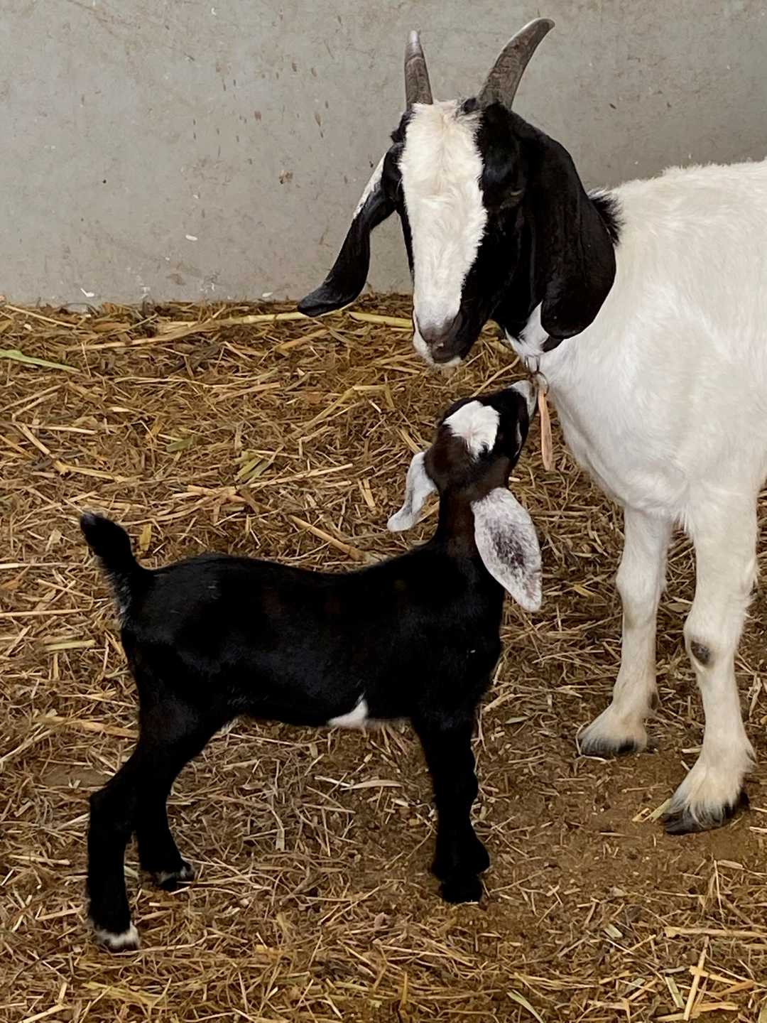Una cabra blanca de cabeza negra con su cabrito negro