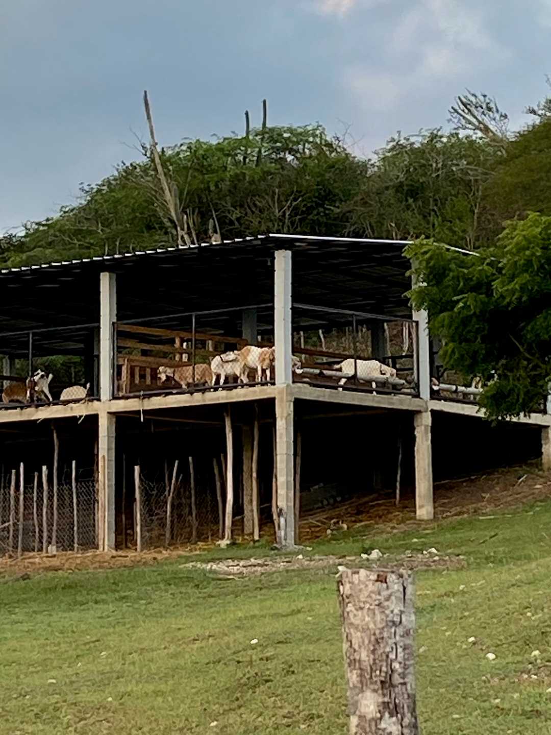El establo de las cabras, levantado sobre pilotes