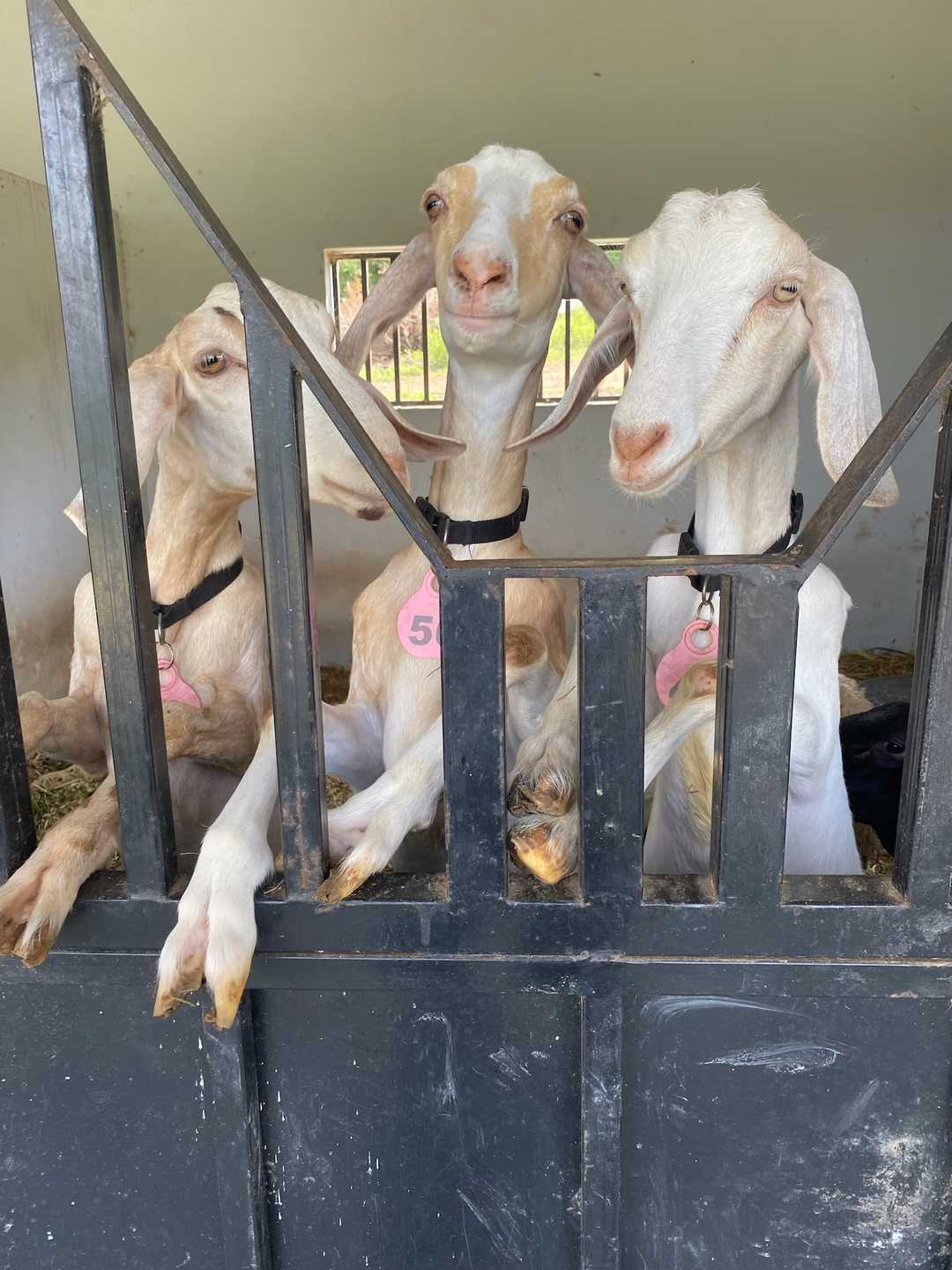 Tres cabras blancas asomadas por encima de la puerta