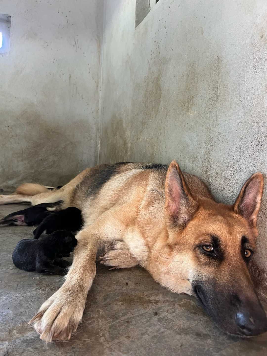 Una pastora alemana echada junto a sus cachorros
