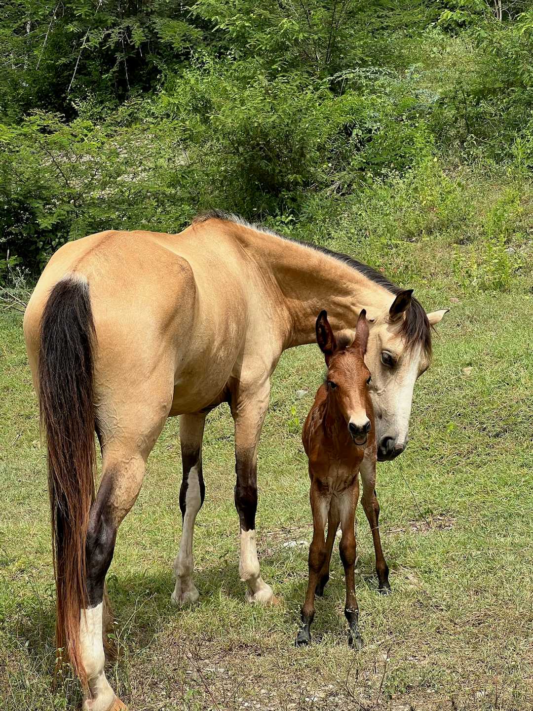 Una yegua bayo con su potro en el pasto