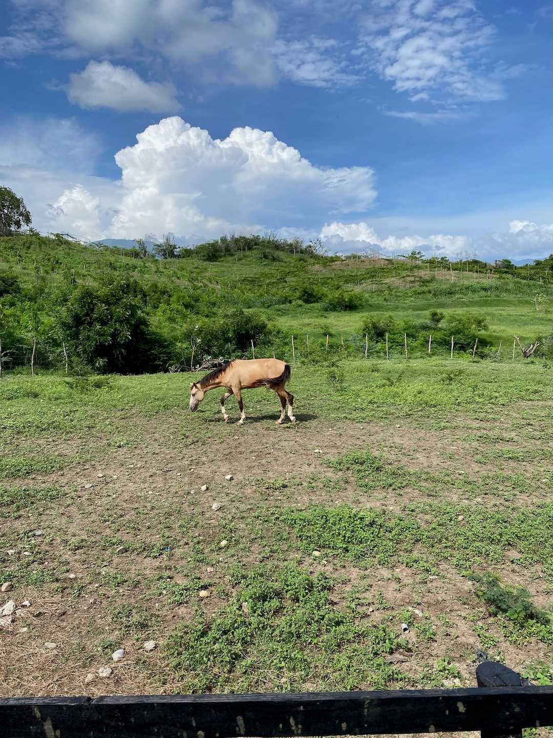 Un caballo pastando bajo grandes nubes