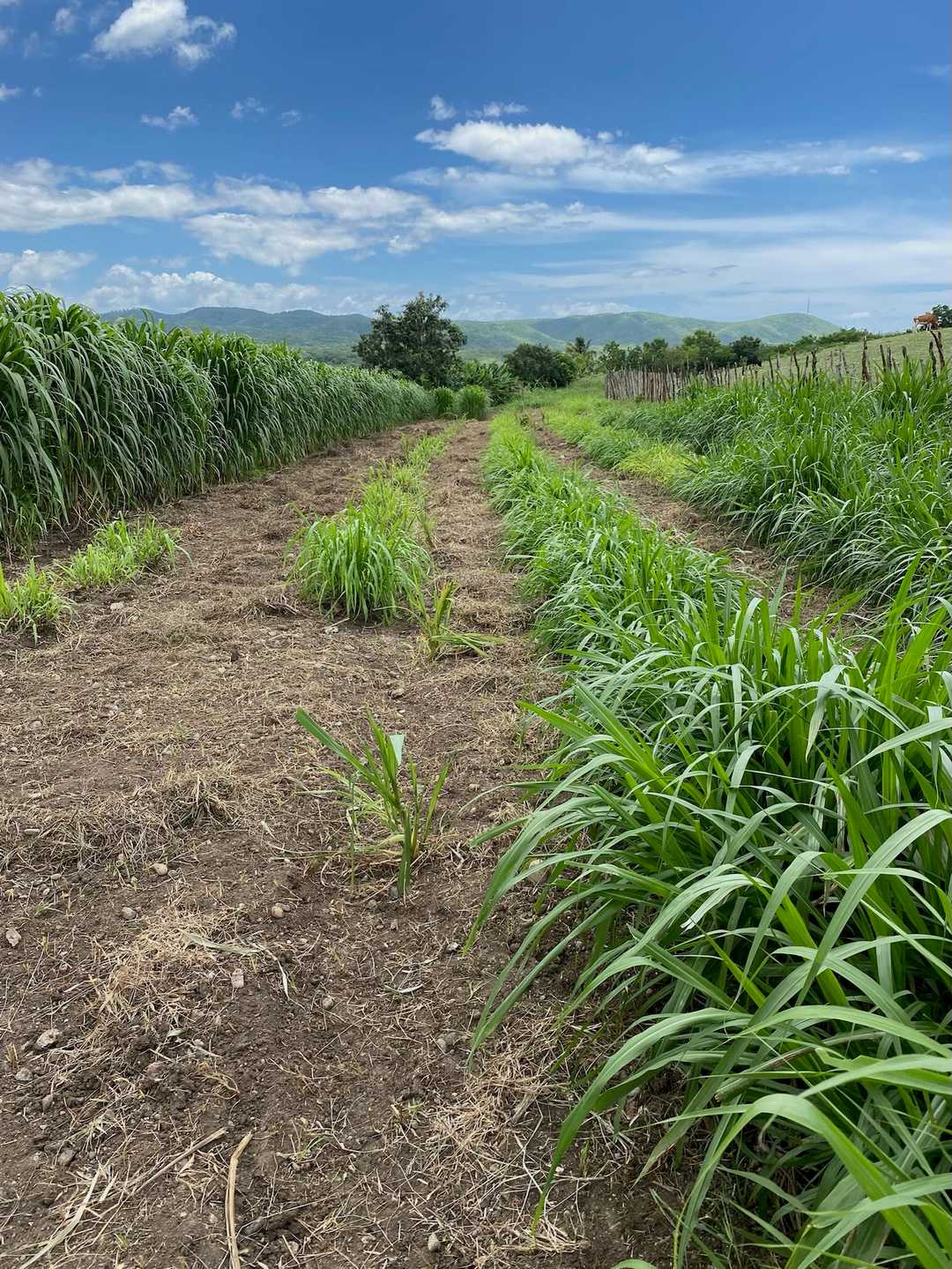 Surcos de pasto sembrado con las montañas al fondo