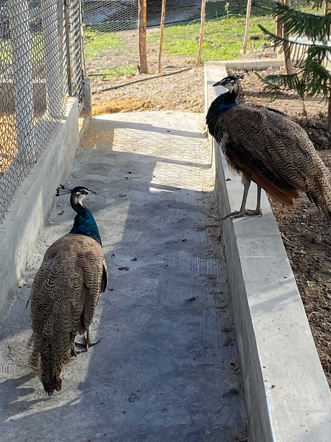 Un pavo real en el pasillo y una pava real sobre el muro