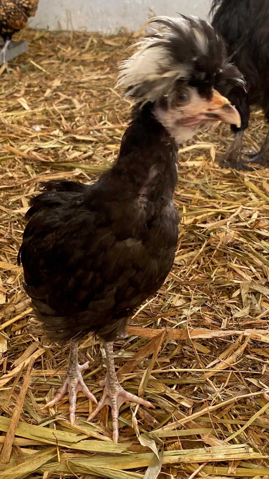 Una gallina polaca negra con un moño blanco