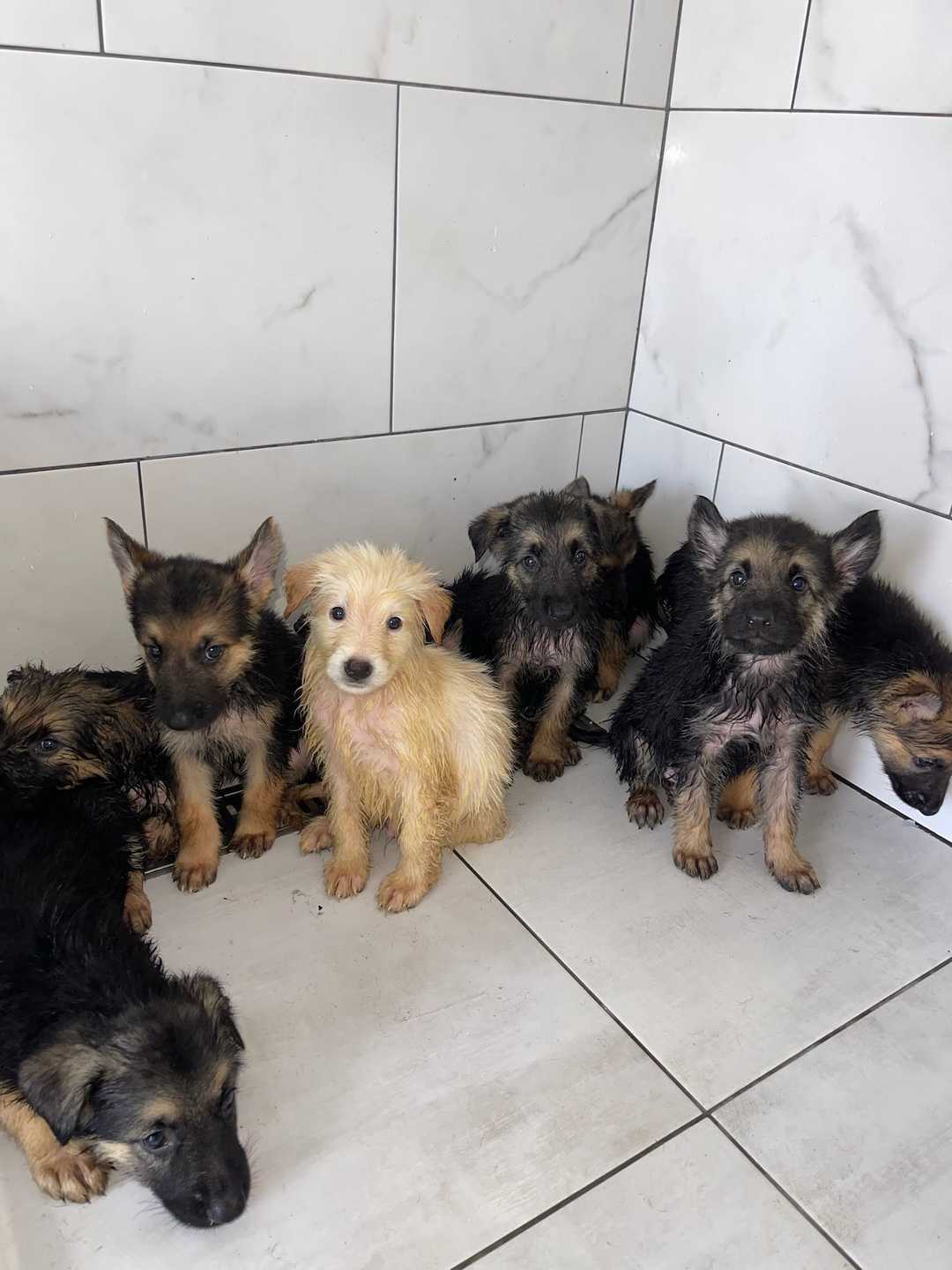 Cachorros de pastor alemán y uno color crema sobre el piso