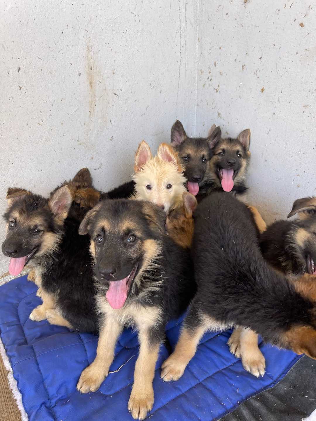 Cachorros de pastor alemán sobre una manta azul
