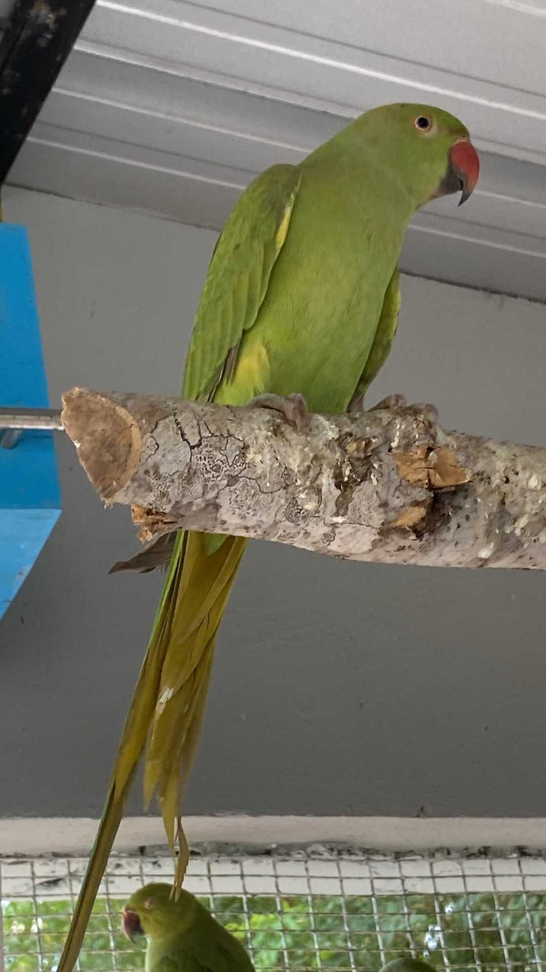 Una cotorra de collar verde, de pico rojo y cola larga, en una percha