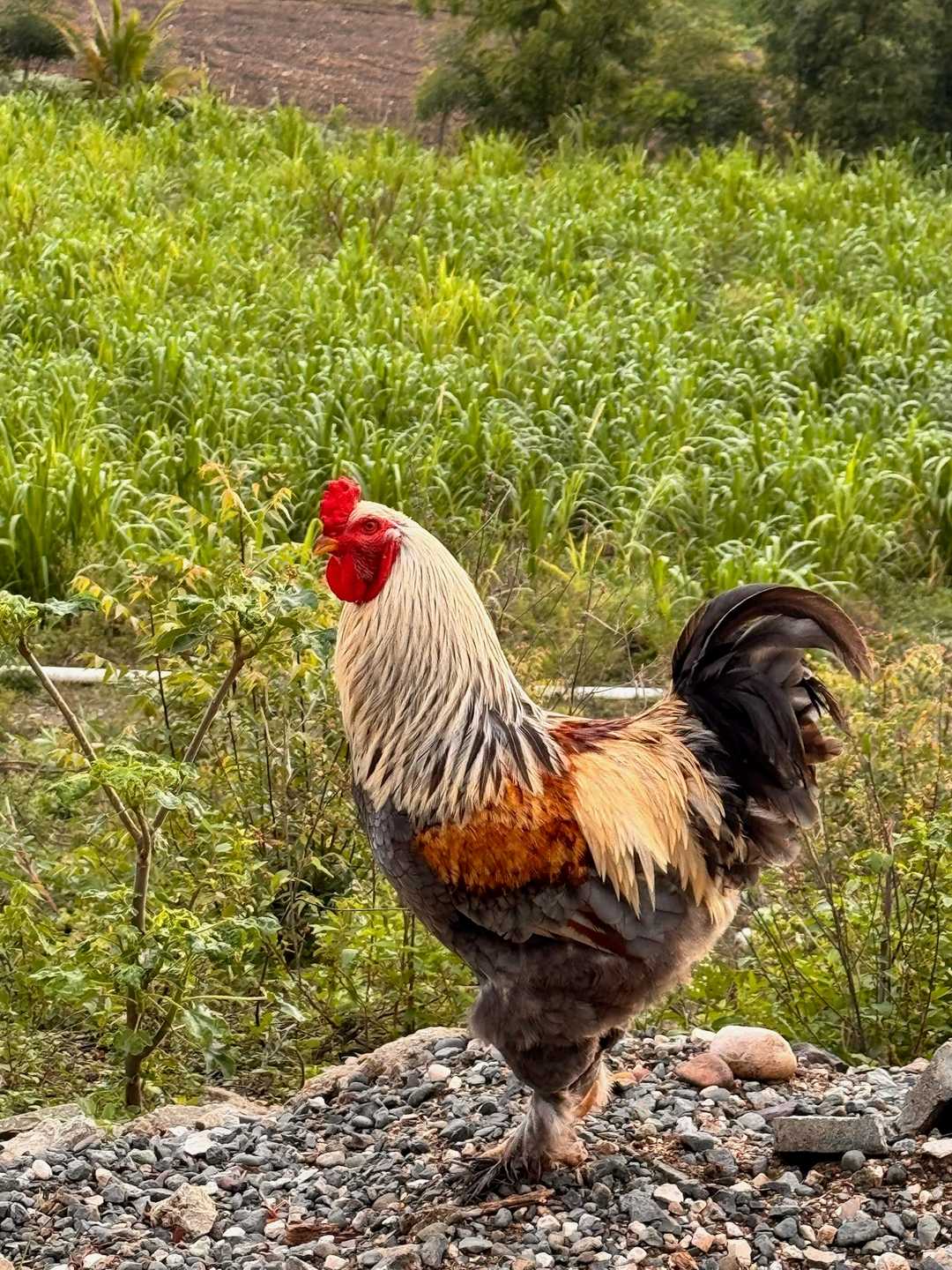 Un gallo dorado y rojo sobre la grava, con el campo verde detrás