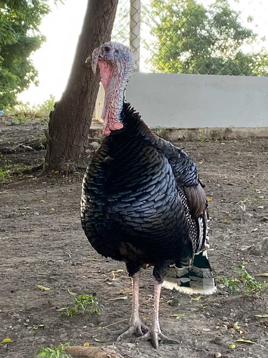 Un pavo negro con las plumas infladas