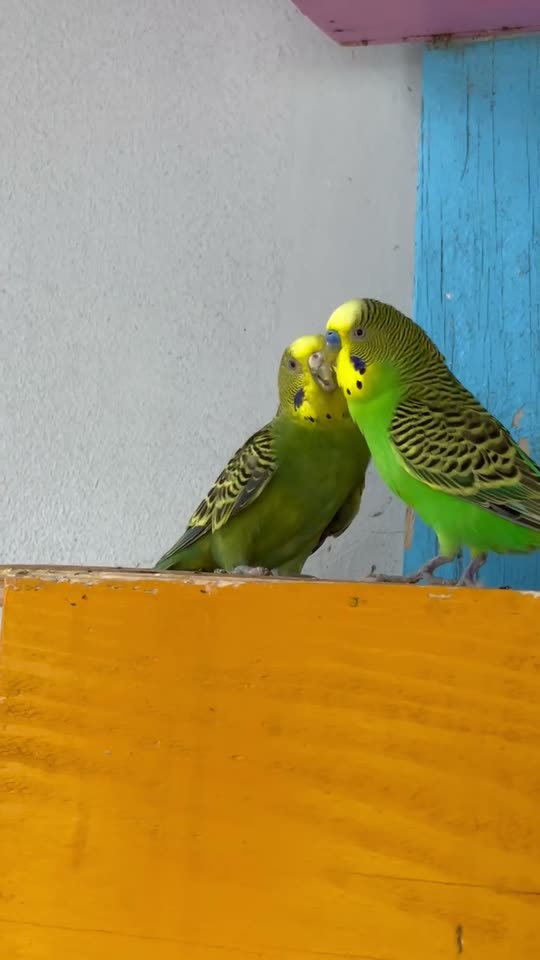 Dos periquitos verdes juntando los picos sobre un nido amarillo