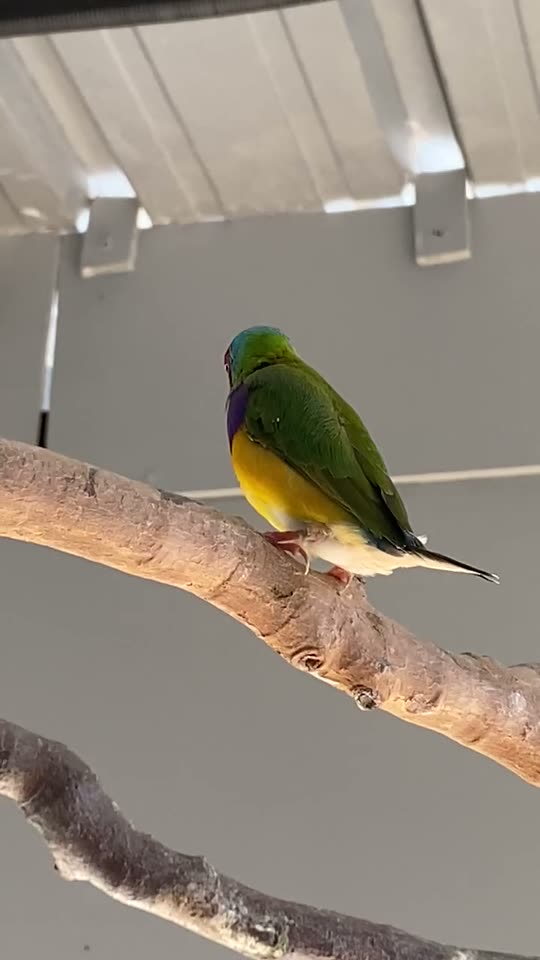 Un diamante de Gould moviéndose en una rama